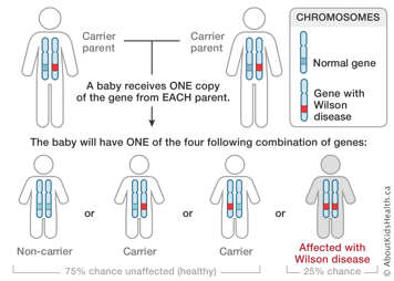 Chromosome distribution from parents carrying Wilson disease