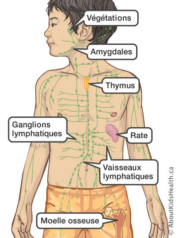 L’emplacement des végétations, amygdales, thymus, rate, vaisseaux lymphatiques, moelle osseuse et ganglions lymphatiques