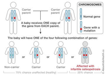 Chromosome distribution from parents each carrying a gene with a mutation