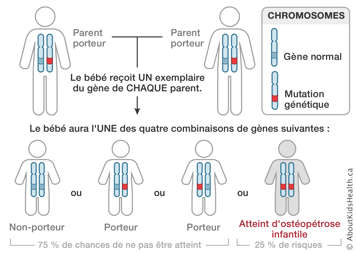 Distribution des chromosomes des parents portant une mutation génétique chacun