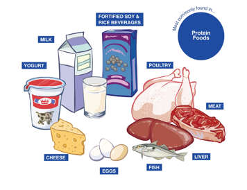Milk products and alternatives and meats and alternatives containing Vitamin B12