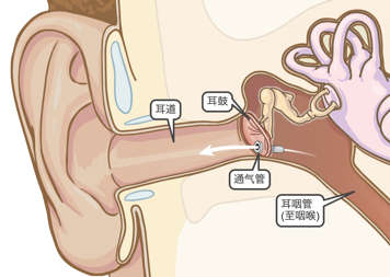 耳内的通气管结构，保证了从耳咽管至耳道的空气畅通