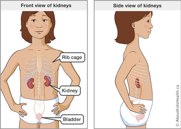 A front view and side view of a girl's rib cage, kidney and bladder