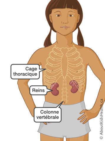 L'identification de la cage thoracique, les reins et la colonne vertébrale dans une fille
