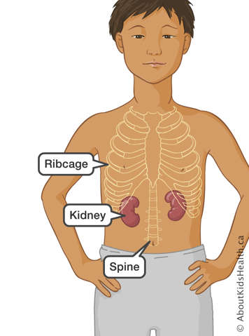 Location of the ribcage, kidney and spine in a child