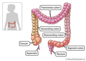 Appendix, cecum, ascending colon, transverse colon, descending colon, sigmoid colon and rectum