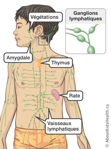 L&rsquo;emplacement des v&eacute;g&eacute;tations, de l&rsquo;amygdale, du thymus, de la rate et des vaisseaux lymphatiques