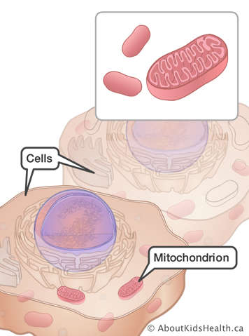 Mitochondria inside of cells
