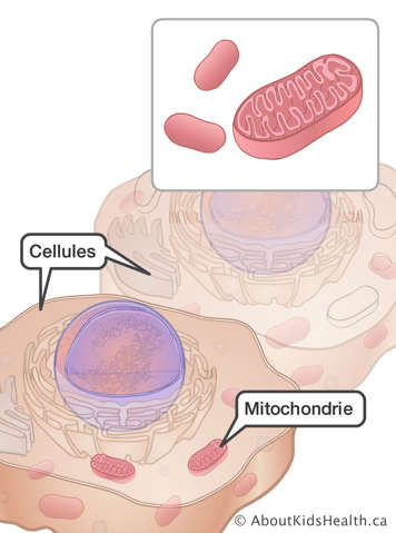 Les mitochondries dans des cellules
