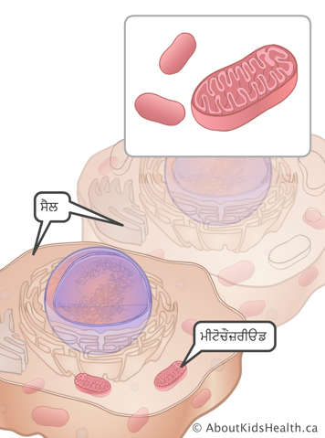ਸੈੱਲਾਂ ਵਿੱਚ ਮਾਈਟੋਕੌਂਡਰਿਆ (mitochondria) ਦੀ ਪਛਾਣ 