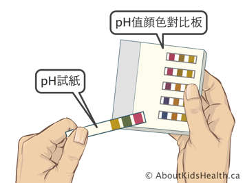 pH試紙，以及pH值顏色比對板