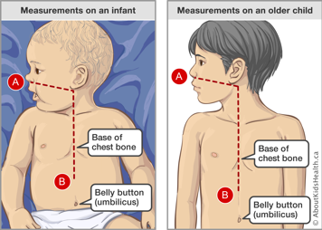 Measurements on an infant and on an older child and location of base of chest bone and belly button on both
