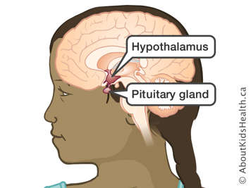 Location of hypothalamus and pituitary gland