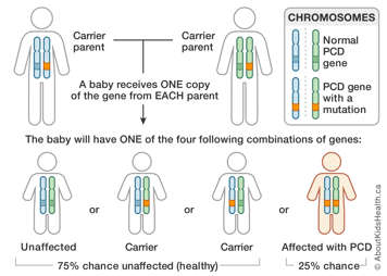 Chromosome chart for parents both carrying PCD gene with mutation