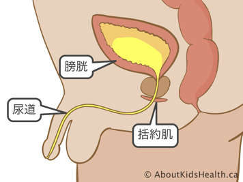 男孩膀胱、括約肌和尿道的側視圖