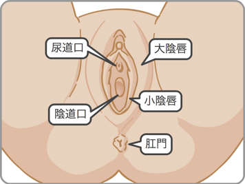 尿道口、陰道口、大陰唇、小陰唇和肛門示意圖