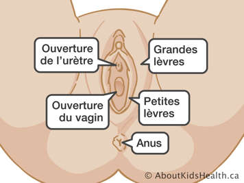 L’emplacement de l’ouverture de l’urètre, de l’ouverture du vagin, des grandes et petites lèvres et de l’anus