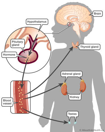 image of body showing hormones being carried from pituitary gland to organs through blood vessel