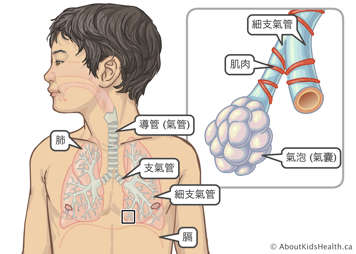 男孩的肺、氣管、支氣管、細支氣管和橫膈膜位置分佈，以及細支氣管和肺泡的近距離示意圖
