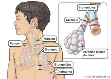 Localización de pulmones, tráquea, bronquios, bronquiolos y diafragma en un niño, y primer plano de bronquiolos y alvéolos