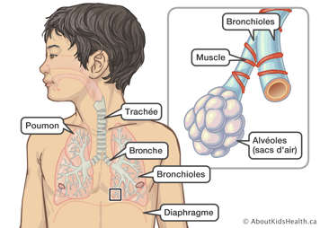L’emplacement des poumons, de a trachée, de la bronche, des bronchioles et du diaphragme dans un garçon