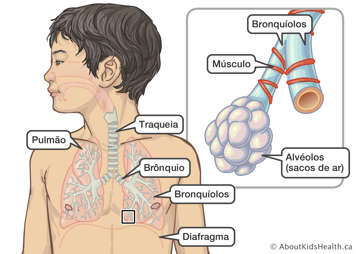 Posição dos pulmões, traqueia, brônquios, bronquíolos e diafragma num menino, com uma ampliação dos bronquíolos e alvéolos