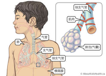 肺，气管，支气管 ，细支气管，隔膜，肌肉，肺泡（气囊）