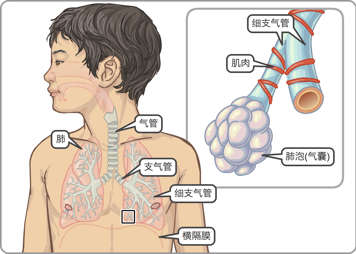 男孩的肺、气管、支气管、细支气管和横膈膜位置分布，以及细支气管和肺泡的近距离示意图