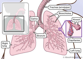 The lower respiratory tract, showing the trachea (windpipe) bronchioles, bronchi, lungs and alveoli.