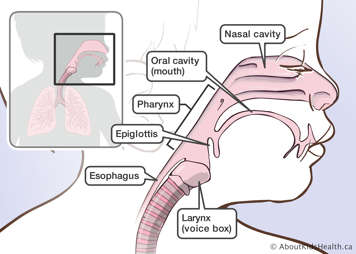 The upper respiratory tract, showing the nasal cavity, oral cavity (mouth), pharynx, epiglottis, larynx (voice box) and esophagus.