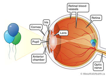 The optic nerve, retina, retinal blood vessels, lens, iris, cornea, pupil and anterior chamber receiving image of balloons