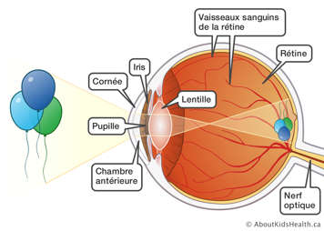 Nerf optique, rétine, vaisseaux sanguins de la rétine, lentille, iris, cornée, pupille et chambre antérieure