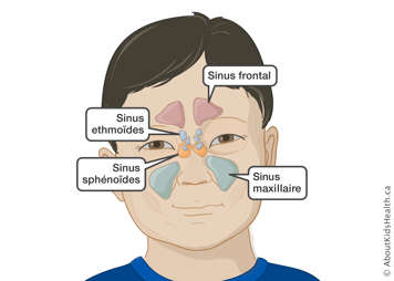 L’emplacement du sinus frontal, du sinus maxillaire, des sinus sphénoïdes et les sinus ethmoïdes