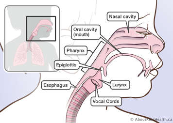 The upper respiratory tract, showing the nasal cavity, oral cavity, pharynx, epiglottis, larynx, esophagus and vocal cords.