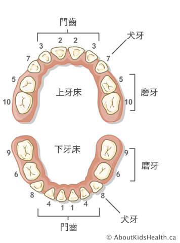 門牙、犬齒、臼齒示意圖，按牙齒長出順序編號