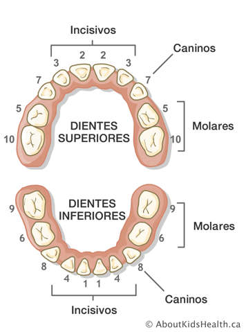 Ilustración de los dientes numerados, identificando los incisivos, caninos y molares