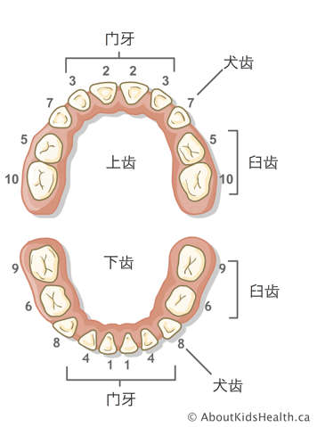 门牙、犬齿、臼齿示意图，按牙齿长出顺序编号