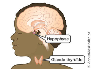 L’emplacement de l’hypophyse et de la glande thyroïde