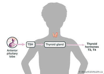 TSH is produced in anterior lobe and signals thyroid gland to produce T3 and T4