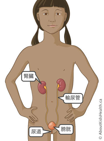 女孩的腎臟、輸尿管、膀胱和尿道示意圖