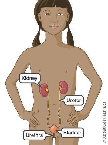 Location of the kidneys, ureters, bladder and urethra in a girl's body