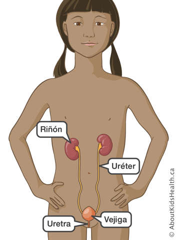 Identificación del riñón, el uréter, la vejiga y la uretra en una niña