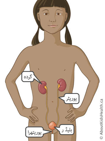 ایک لڑکی میں گردے، پیشاب کی نالی، مثانے اور شرمگاہ کی شناخت 