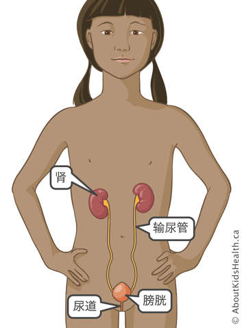 女孩的肾脏、输尿管、膀胱和尿道示意图