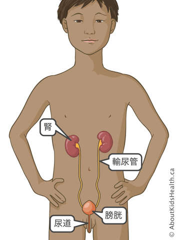 男孩的腎臟、輸尿管、膀胱和尿道示意圖