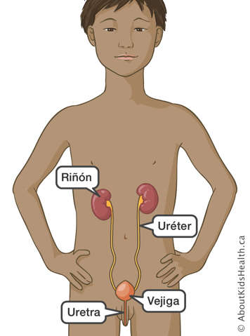 Identificación del riñón, el uréter, la vejiga y la uretra en un niño