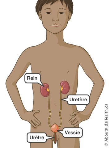 L’emplacement du rein, de l’uretère, de la vessie et de l’urètre dans le haut du corps d’un garçon
