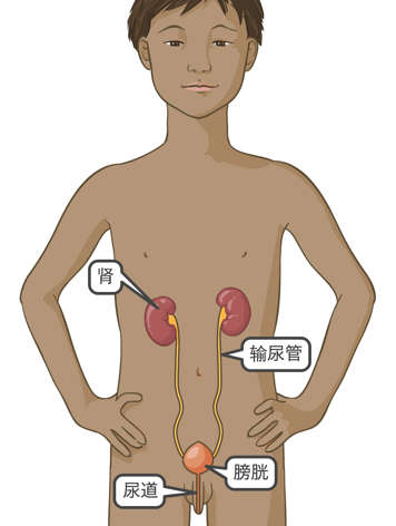 男孩的肾脏、输尿管、膀胱和尿道示意图