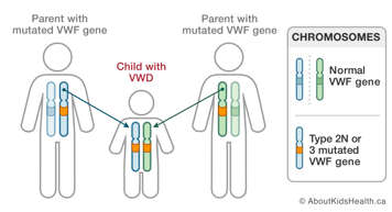 Chromosomes in parents who both have a mutated VWF gene and in a child with VWD