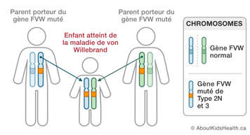 Les chromosomes des parents porteurs du gène FVW muté et d’un enfant atteint de la maladie de von Willebrand